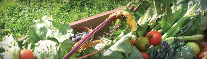 Raised Wooden Bed Gardening