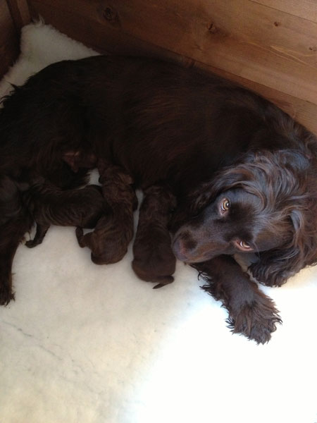 Buddy and her new pups